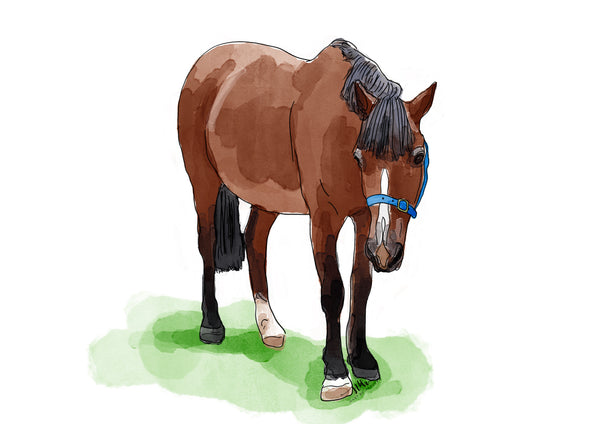 horse digital illustration